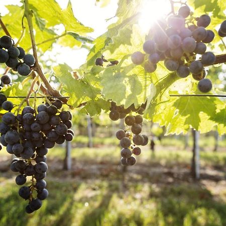 Weingut & Gaestezimmer Edelmann Göttlesbrunn Exterior foto