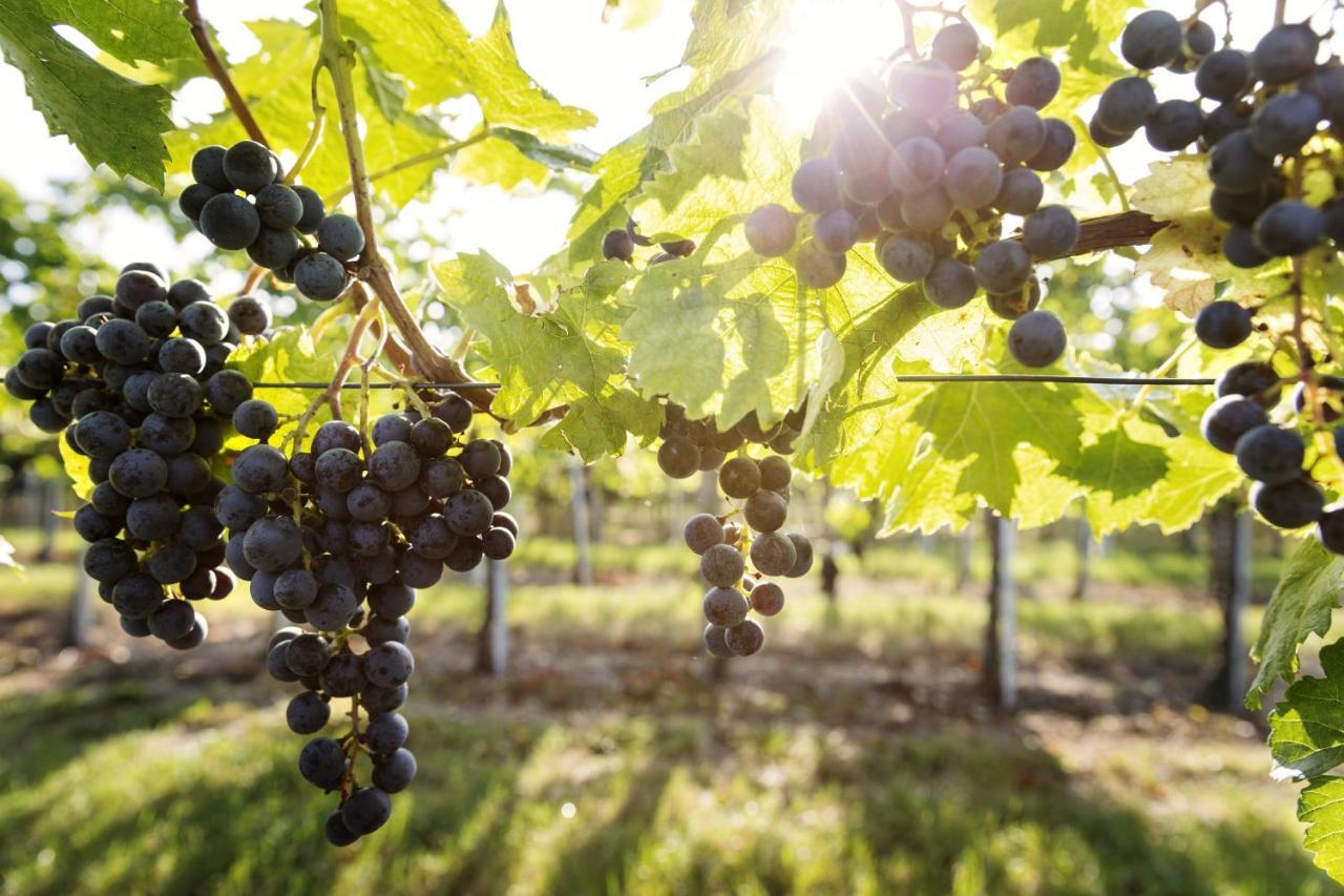 Weingut & Gaestezimmer Edelmann Göttlesbrunn Exterior foto