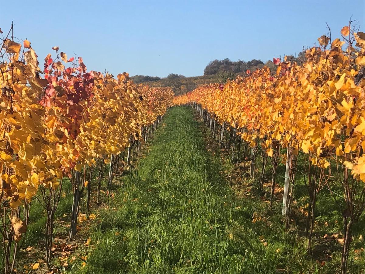 Weingut & Gaestezimmer Edelmann Göttlesbrunn Exterior foto