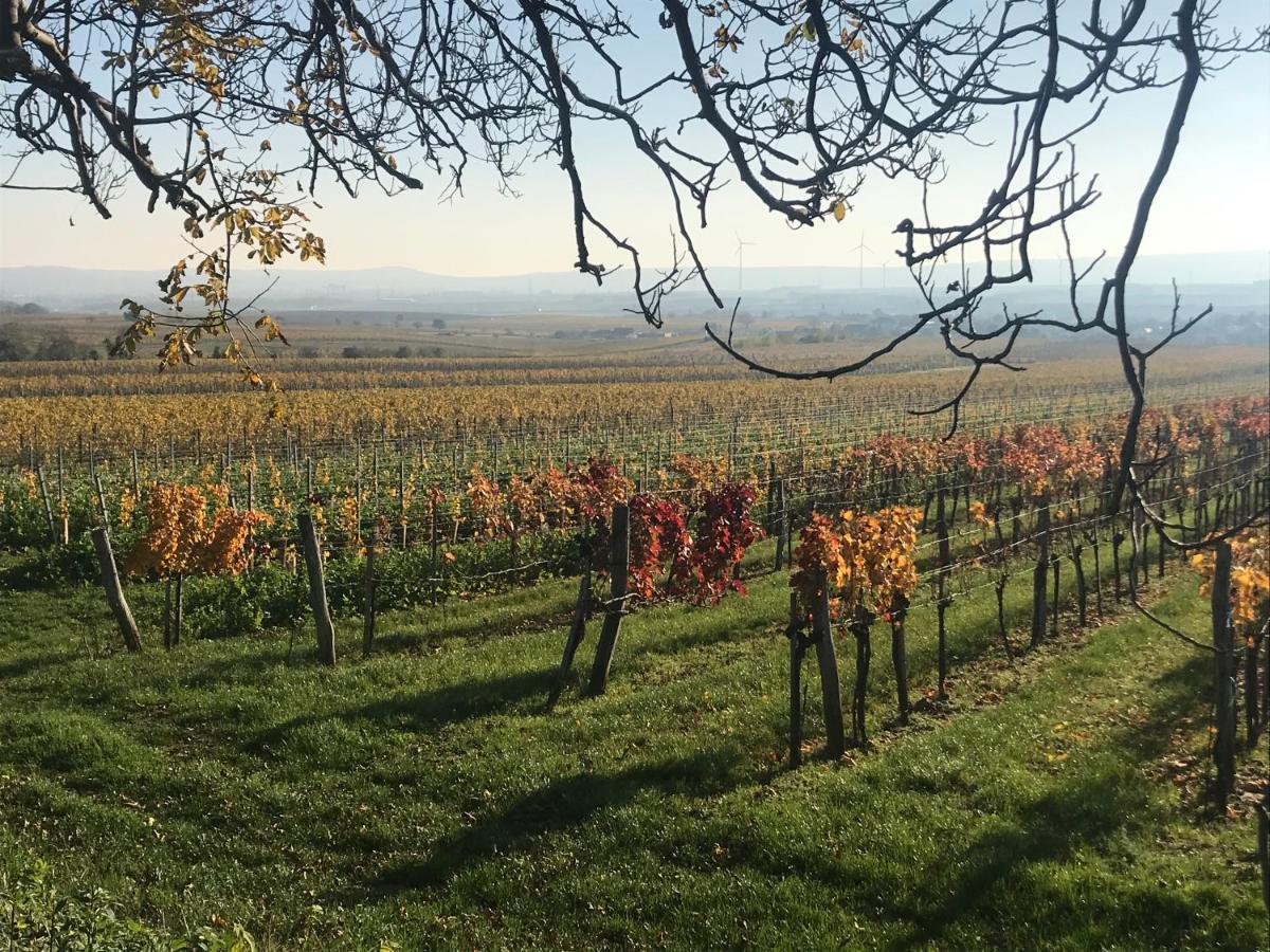 Weingut & Gaestezimmer Edelmann Göttlesbrunn Exterior foto