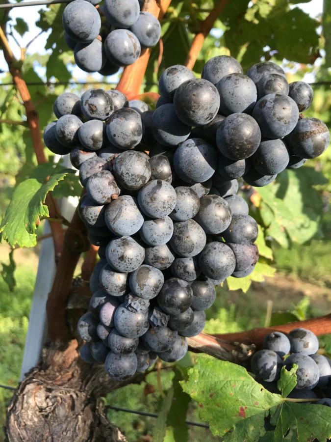 Weingut & Gaestezimmer Edelmann Göttlesbrunn Exterior foto